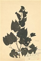 藏品(金絲竹)的圖片